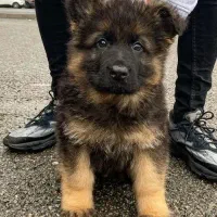 توله ژرمن مو کوتاه اصل و با کیفیت با ضمانت سلامت