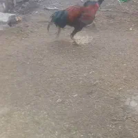 جوجه لاری ۱۰ماهه