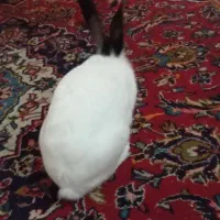 خرگوش  نر سفید مشکی. واگذاری رایگان|موش و خرگوش|تهران, شهرآرا|دیوار