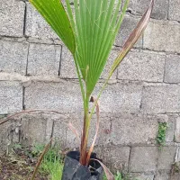 گل پالم نایلکسی ۳ ساله