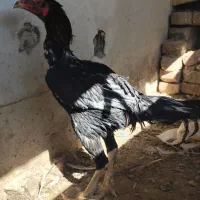 خروس لاری|حیوانات مزرعه|زاهدان, |دیوار