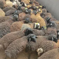 بره قربانی اربعین