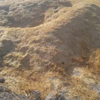 کاه جو کامبین کوب کلولش نرم