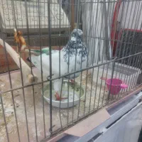 کبوتر دومبی