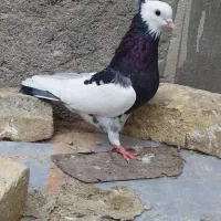 کبوتر کفتر