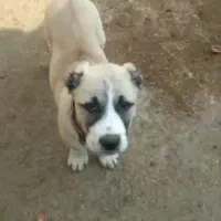 گمشده سگ گله|سگ|رفسنجان, |دیوار