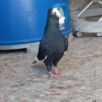 کفتر|پرنده|مرودشت, ابوذر شمالی|دیوار