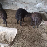 سه راس بره افشار کردستانی دوراس نر یه ماده|حیوانات مزرعه|آق قلا, |دیوار
