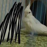 عروس هلندی البینو