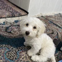 سگ نر نژاد شیتزو|سگ|یزد, |دیوار