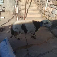 میش پلنگی پوست گاوی|حیوانات مزرعه|فیروزآباد (لرستان), |دیوار