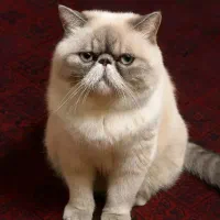 معاوضه گربه نژاد اگزوتیک شورت هیر با گربه فنجونی