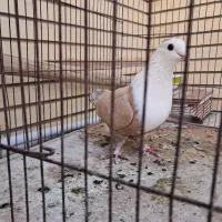 ماده زرد سرسفیدعتیقه