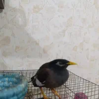 مرغ مینا دستی