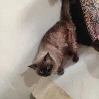 گربه نر