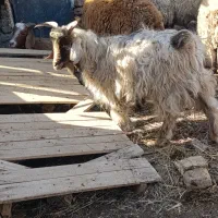 فروش گوسفند بره بز و بزغاله|حیوانات مزرعه|ارومیه, |دیوار