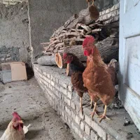 خروس بومی چاق