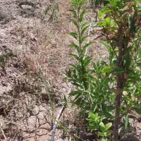 زمین-780متری-سنددار-در-کند-قلی-خان