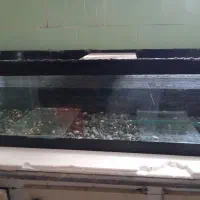 آکواریوم|ماهی|کاشمر, |دیوار