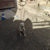 توله سگ گمشده یک ماهه