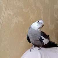 عروس هلندی وایت فیس سخنگو