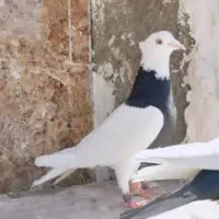 کفتر طوقی ۲۵ عدد تکی جفتی|پرنده|زاوه, |دیوار