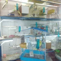 جفت مرغ عشق باقفس