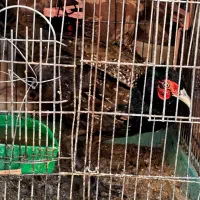 طاووس کفتر زینتی