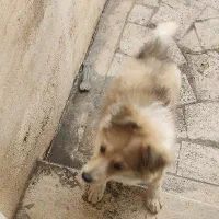 فروش سگ پامر اشپیتز