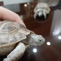 کاس لوک|خزنده|زاهدان, |دیوار