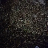 نخود فرنگی تازه