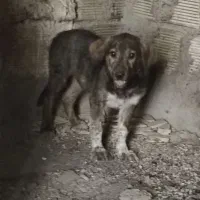 توله نرپ افغان اصیل نگهبان