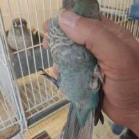 گرینچیک جوجه تراکویس۲عدد ردچیک سانچیک مونچیک|پرنده|مشهد, آزادشهر|دیوار