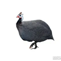 فروش مرغ شاخدار ماده