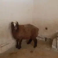 گوسفند پرواری|حیوانات مزرعه|کرمانشاه, |دیوار