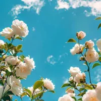 عکاسی و فیلمبرداری  موج نو