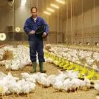 کارگر خانواده برای مرغداری گوشتی