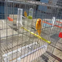 حیوان|پرنده|تبریز, |دیوار