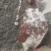 کبوتر گرگی زوردار|پرنده|هرسین, |دیوار