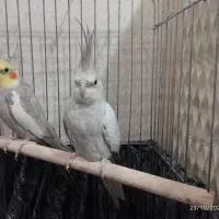 عروس هلندی|پرنده|قرچک, محمد آباد|دیوار