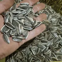 تخمه اس ۴۰۰