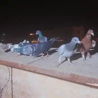 ۱۳تاکفترکاشمر بشرط