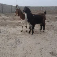 بزغاله ماده|حیوانات مزرعه|گنبد کاووس, |دیوار