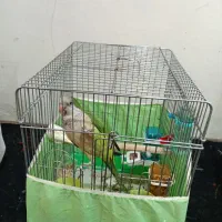 راهب سبز ماده