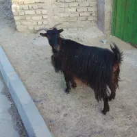 بز شیرده
