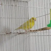 قناری یلوفاکتور