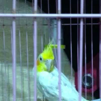 دو عدد عروس هلندی نر و ماده|پرنده|گالیکش, |دیوار