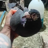 کبوتر|پرنده|ایرانشهر, |دیوار