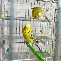 عروس هلندی۶۰۰+مرغ عشق(سرلاکی۱۵۰+باجوجه۱/۵۰۰|پرنده|قزوین, |دیوار