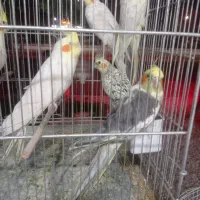 عروس هلندی